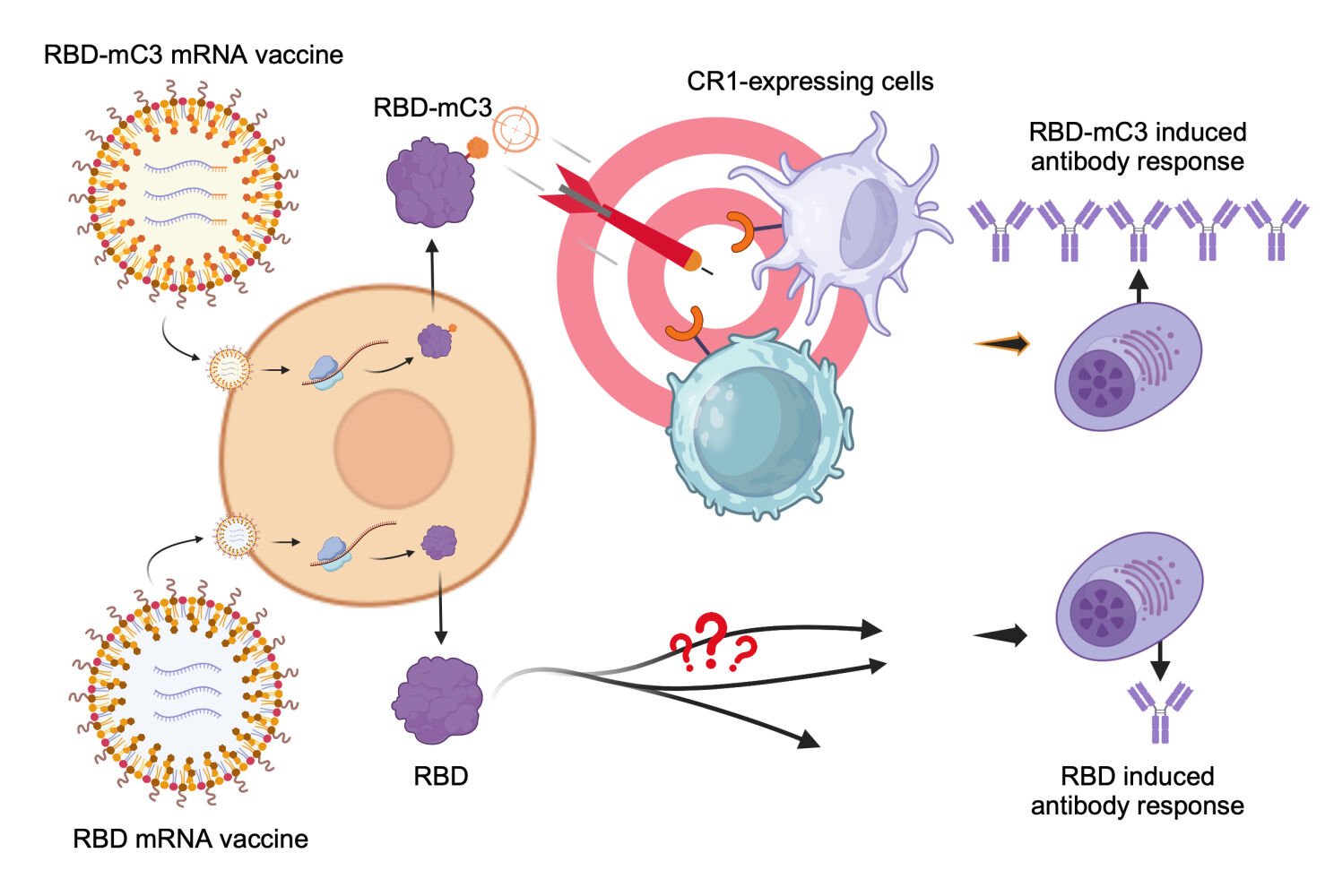 Podcast: Techniques to Enhance Vaccine Adoption for Pan-Respiratory Viruses