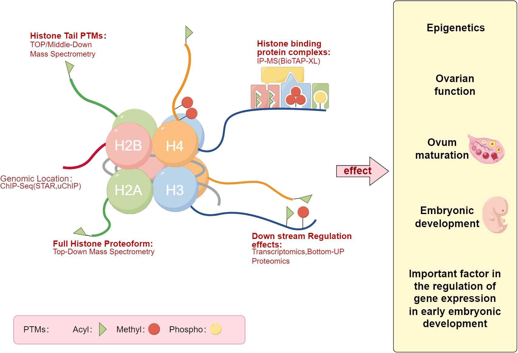 The Impact of DNA and Hormones on Human Characteristics and Conduct