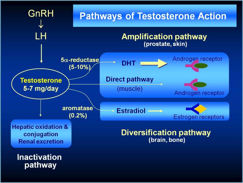 The Most Efficient Techniques for Enhancing Testosterone Levels