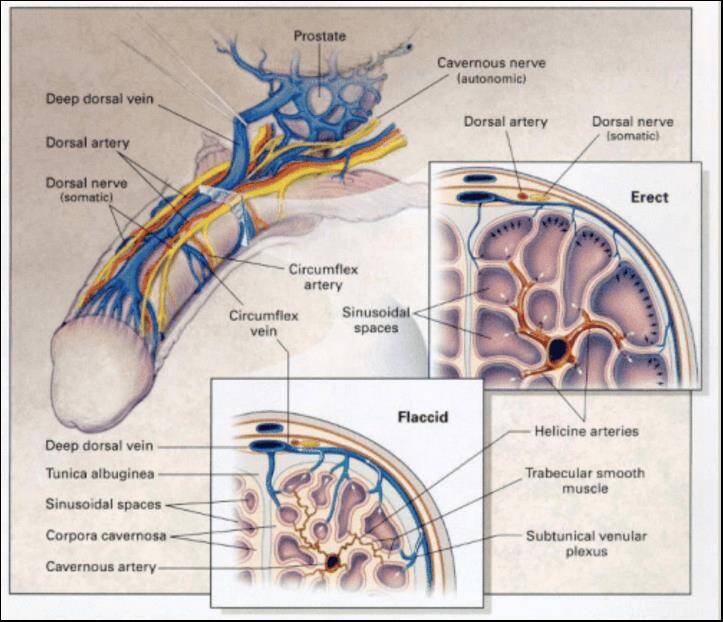 Comprehending Venous Leak Syndrome: A Widespread Yet Frequently Ignored Men’s Health Concern
