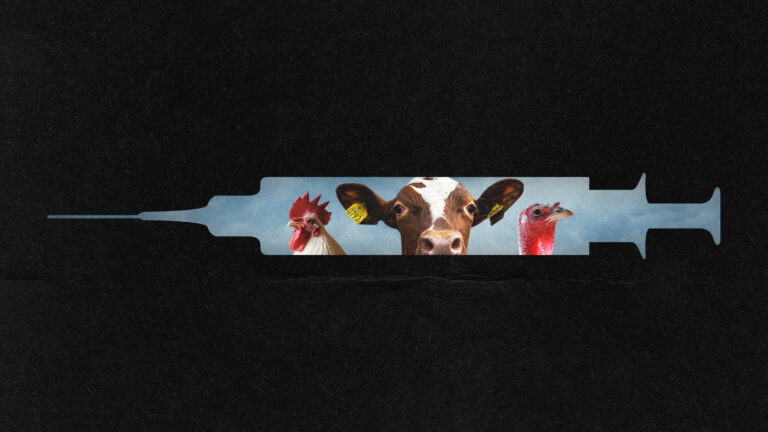 Evaluating the Danger of a Bird Flu Outbreak: Comprehending the Hazard and Readiness