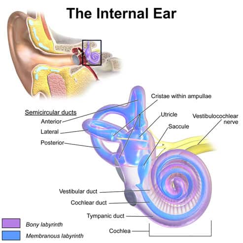 Podcast on Improving Dizziness Assessment via Professional Evaluations