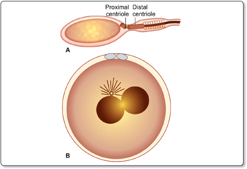 Handling von Willebrand Disease During Fertility Therapy: Obstacles and Approaches in IVF