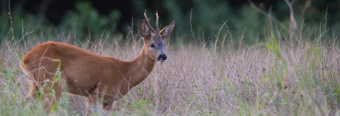 Discovering Fresh Intelligence via AI, Wildlife, and Ecosystems