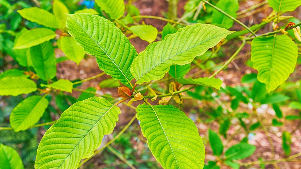Kratom Dependency: An Imminent Public Health Emergency