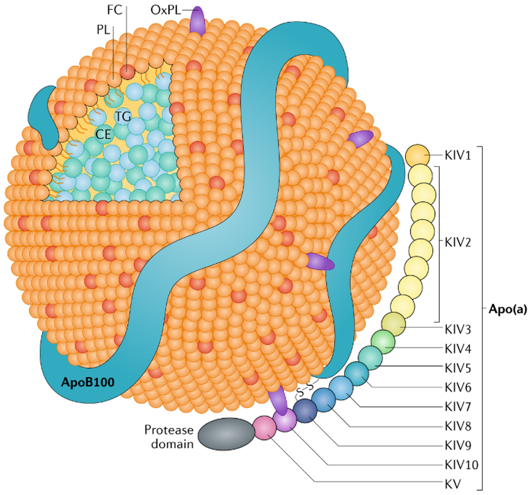 Investigating the Parallels Between Statin Administration and Lipoprotein(a) Regulation