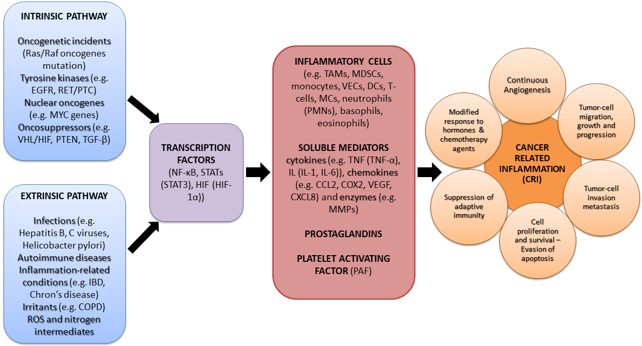 The Prospects of Cancer Prevention: Emphasizing Internal Elements