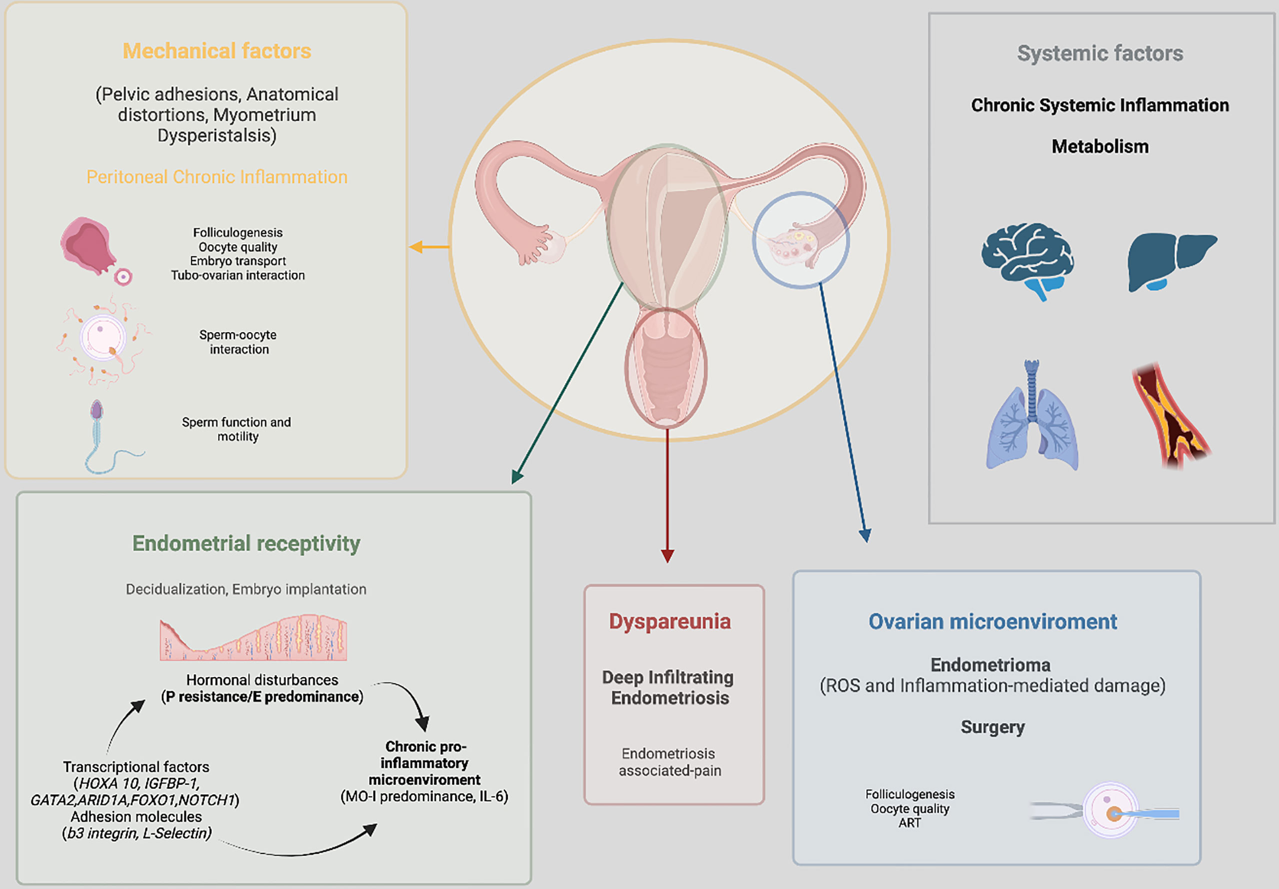 The Effect of Endometriosis and AMH Levels on Fertility