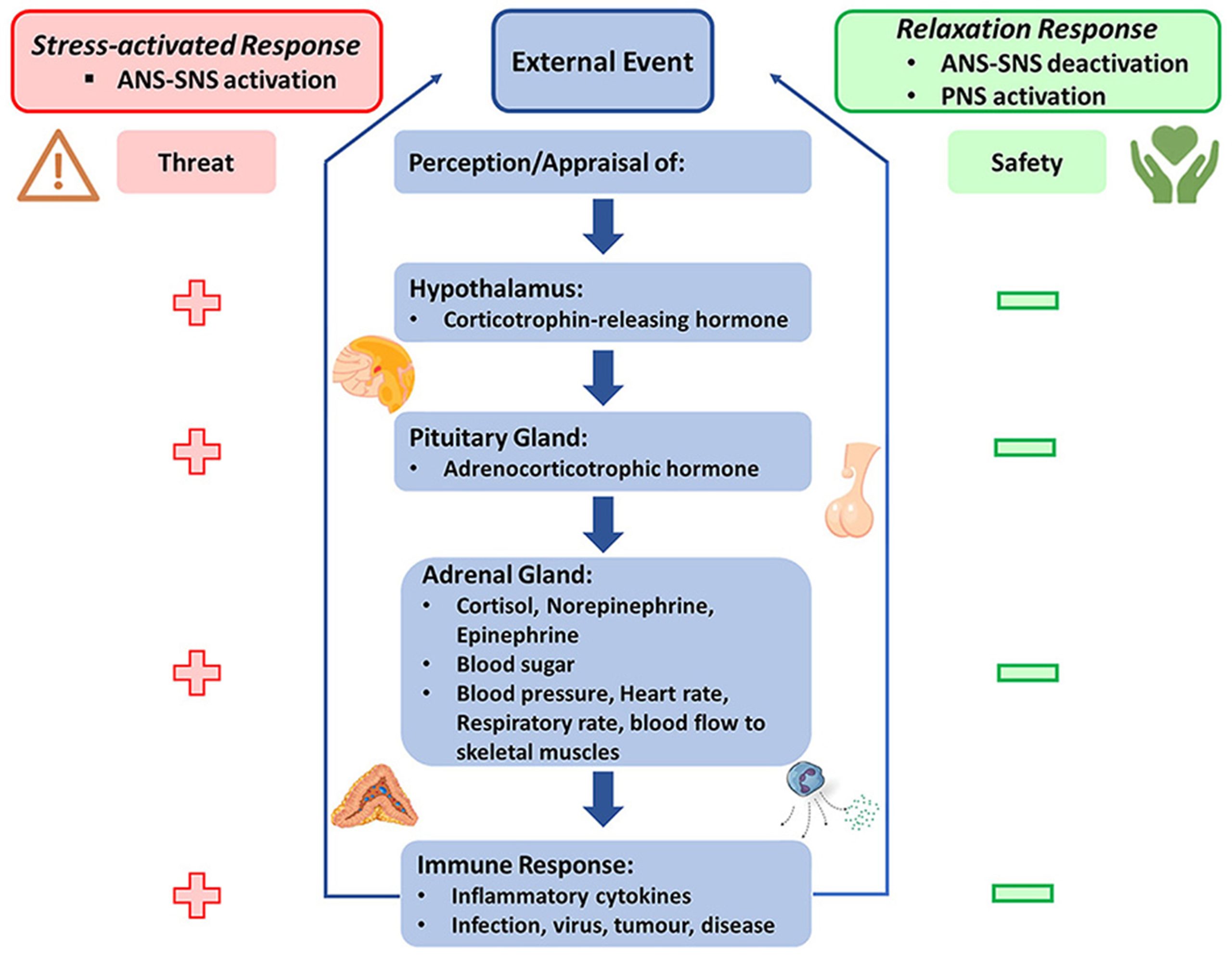Cultivating Empathetic and Contemporary Medical Facilities: A Fresh Perspective