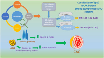 Lipoprotein(a) as an Overlooked Risk Factor for Cardiovascular Disease