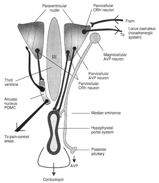 Analysis of Doctor Fatigue: Recognizing Exploitation as the Central Concern