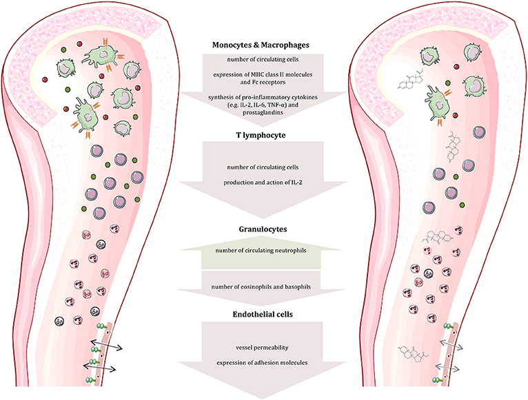 The Dangers Linked to the Use of Oral Steroids for Managing Seasonal Ailments