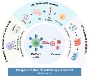 Contrasting the Safety of CAR-NK and CAR-T Cancer Treatments